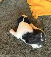 Paris’ Black and White Parti , a male Miniature Schnauzer for sale in Stonewall, OK – 3 of 5