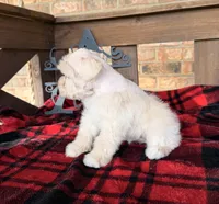 Cream/Wheaten Boy A, a male Miniature Schnauzer for sale in Stonewall, OK – 4 of 7
