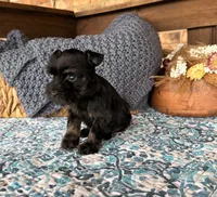 Tiny Toy Black and Red , a male Miniature Schnauzer for sale in Stonewall, OK – 3 of 4