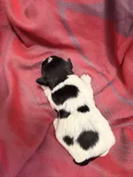 Toy - black and Silver Parti Boy, a female Miniature Schnauzer for sale in Stonewall, OK – 2 of 4