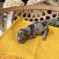 Liver Merle , a male Miniature Schnauzer for sale in Stonewall, OK – 4 of 5