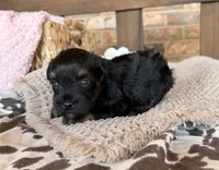Black and Red , a male Miniature Schnauzer for sale in Stonewall, OK – 2 of 5