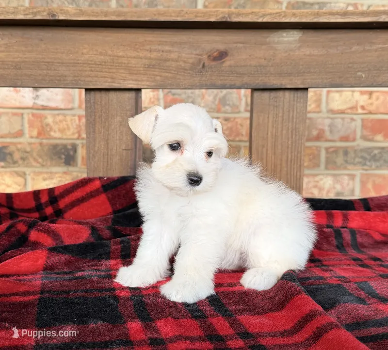 Katniss Cream B – Miniature Schnauzer puppy for sale in Stonewall, OK