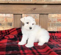 Katniss Cream B, a male Miniature Schnauzer for sale in Stonewall, OK – 1 of 7