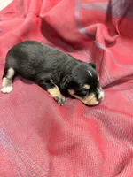 Toy - black and silver  Girl, a female Miniature Schnauzer for sale in Stonewall, OK – 3 of 4