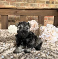 Shakira’s Silver , a female Miniature Schnauzer for sale in Stonewall, OK – 4 of 6