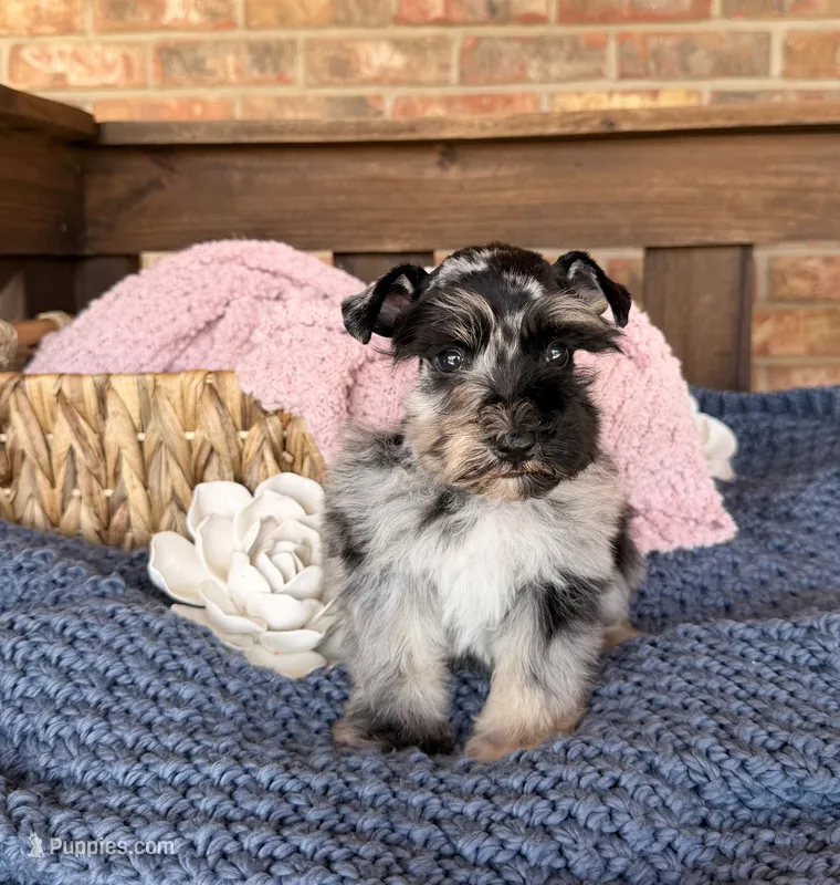 Black and Silver Merle  – Miniature Schnauzer puppy for sale in Stonewall, OK
