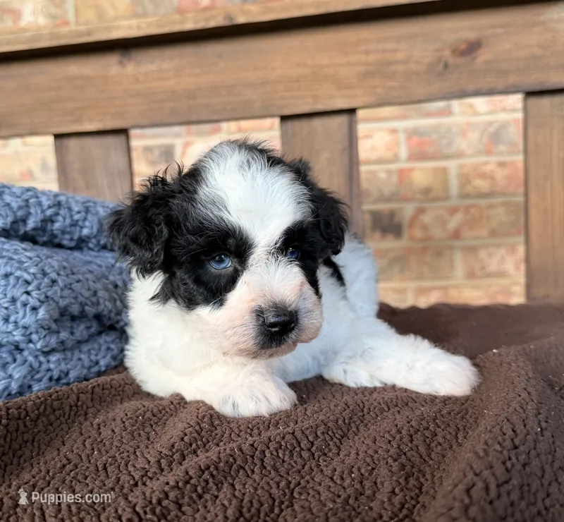 Paris’ Black and White Parti /blues – Miniature Schnauzer puppy for sale in Stonewall, OK