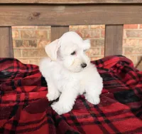 Cream/wheaten C, a male Miniature Schnauzer for sale in Stonewall, OK – 5 of 7