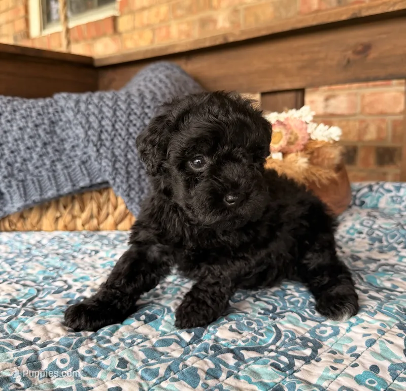 Black – Miniature Schnauzer puppy for sale in Stonewall, OK