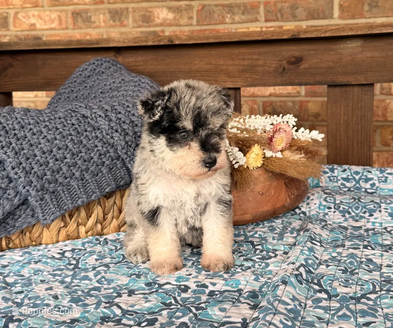 Light Black and silver Merle  – Miniature Schnauzer puppy for sale in Stonewall, OK