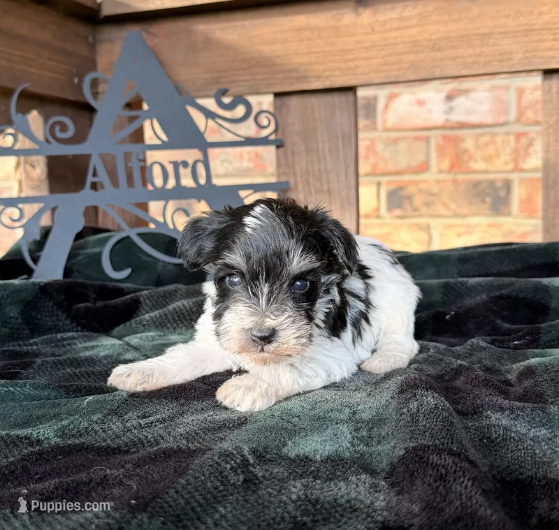 Toy - black and Silver Parti Boy – Miniature Schnauzer puppy for sale in Stonewall, OK