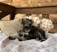 Gypsy’s Silver Girl, a female Miniature Schnauzer for sale in Stonewall, OK – 1 of 5