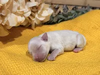 Wheaten/Cream Girl, a female Miniature Schnauzer for sale in Stonewall, OK – 4 of 5