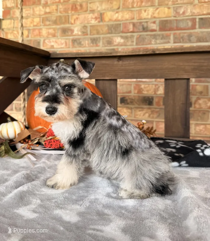 Light Black and silver Merle  – Miniature Schnauzer puppy for sale in Stonewall, OK