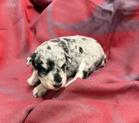 Light Black and silver Merle , a female Miniature Schnauzer for sale in Stonewall, OK – 3 of 4