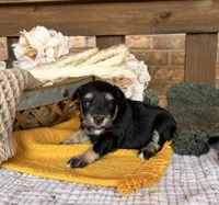 Katniss Black and Silver , a female Miniature Schnauzer for sale in Stonewall, OK – 6 of 6
