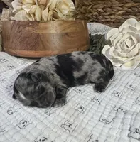 Blue Merle Boy, a male Miniature Schnauzer for sale in Stonewall, OK – 2 of 7