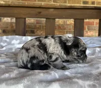 Blue Merle Boy, a male Miniature Schnauzer for sale in Stonewall, OK – 4 of 7