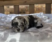 Blue Merle Boy, a male Miniature Schnauzer for sale in Stonewall, OK – 5 of 7