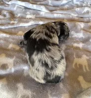 Blue Merle Boy, a male Miniature Schnauzer for sale in Stonewall, OK – 7 of 7