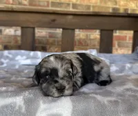 Blue Merle Boy, a male Miniature Schnauzer for sale in Stonewall, OK – 3 of 7