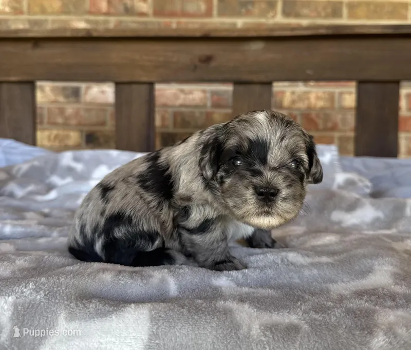 Blue Merle Boy – Miniature Schnauzer puppy for sale in Stonewall, OK