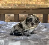 Blue Merle Boy, a male Miniature Schnauzer for sale in Stonewall, OK – 6 of 7