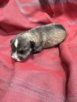 Toy -Silver Girl , a female Miniature Schnauzer for sale in Stonewall, OK – 2 of 4