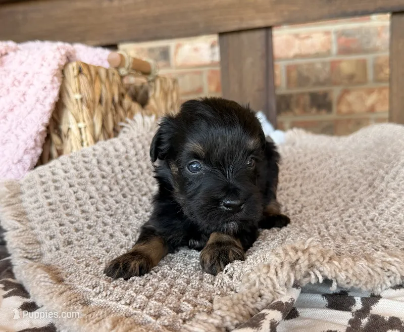 Black and Red  – Miniature Schnauzer puppy for sale in Stonewall, OK