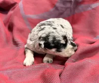 Light Black and silver Merle , a female Miniature Schnauzer for sale in Stonewall, OK – 2 of 4