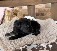 Dark black and red , a male Miniature Schnauzer for sale in Stonewall, OK – 3 of 4