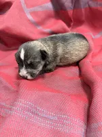 Toy -Silver Girl , a female Miniature Schnauzer for sale in Stonewall, OK – 4 of 4
