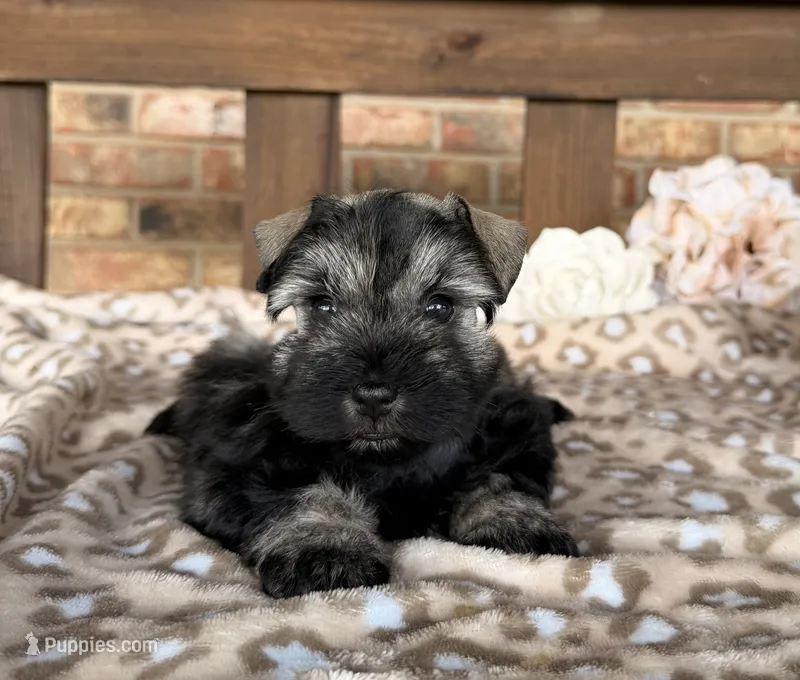 Shakira’s Silver  – Miniature Schnauzer puppy for sale in Stonewall, OK