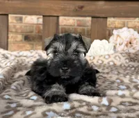 Shakira’s Silver , a female Miniature Schnauzer for sale in Stonewall, OK – 1 of 6