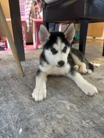 Annie, a female Siberian Husky for sale in Morgantown, WV – 2 of 4