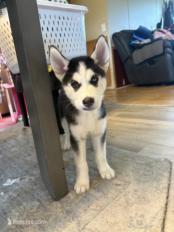 Annie – Siberian Husky puppy for sale in Morgantown, WV