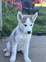 Akila, a female Siberian Husky for sale in Morgantown, WV – 2 of 3