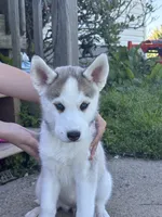 Akila, a female Siberian Husky for sale in Morgantown, WV – 3 of 3