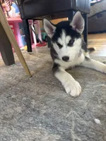 Annie, a female Siberian Husky for sale in Morgantown, WV – 3 of 4