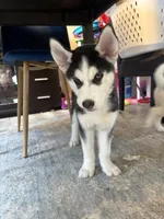 Annie, a female Siberian Husky for sale in Morgantown, WV – 4 of 4