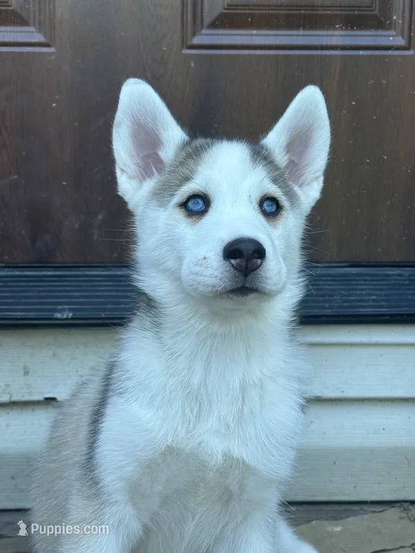 Akila – Siberian Husky puppy for sale in Morgantown, WV