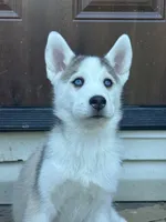 Akila, a female Siberian Husky for sale in Morgantown, WV – 1 of 3