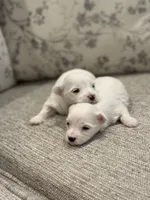 Luna, a female Maltese for sale in Harrisonburg, VA – 2 of 2