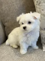 Last Boy AKC! , a male Maltese for sale in Washington, DC – 2 of 3