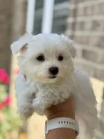 Bella , a female Maltese for sale in Springfield, MA – 3 of 3