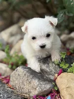 Ivy, a female Maltese for sale in Harrisonburg, VA – 3 of 3