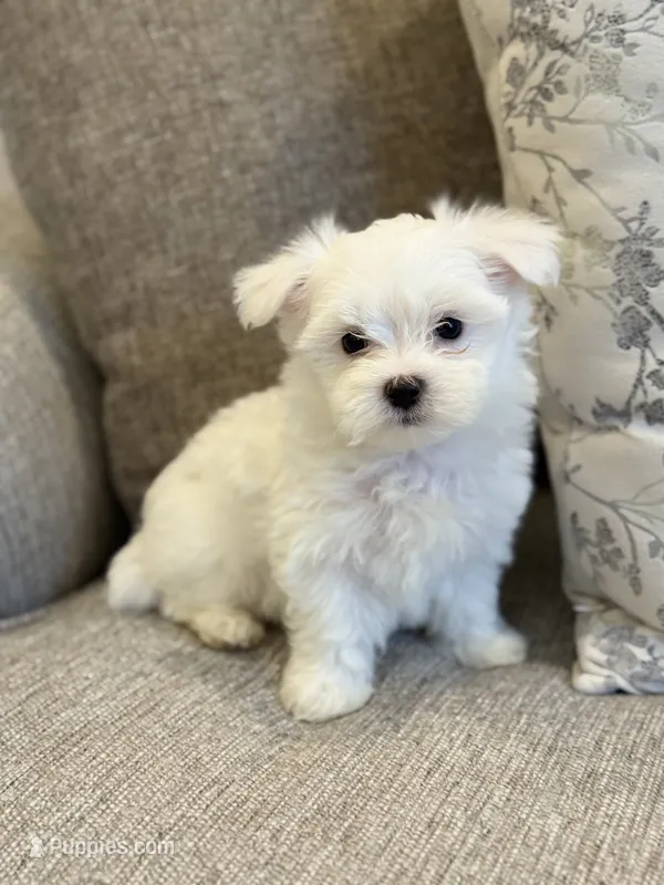 Lucky AKC!  – Maltese puppy for sale in Washington, DC