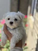 Ivy AKC , a female Maltese for sale in Springfield, MA – 4 of 4