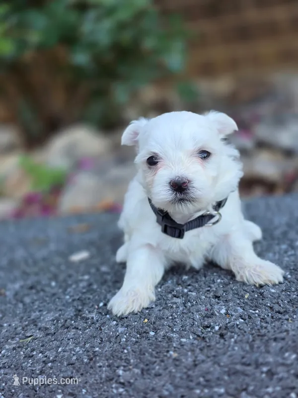Ivy – Maltese puppy for sale in Harrisonburg, VA